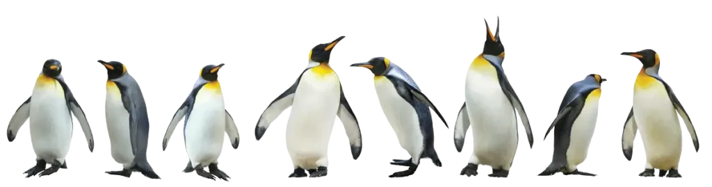 Idealogy Marketing Stand Out Penguins
